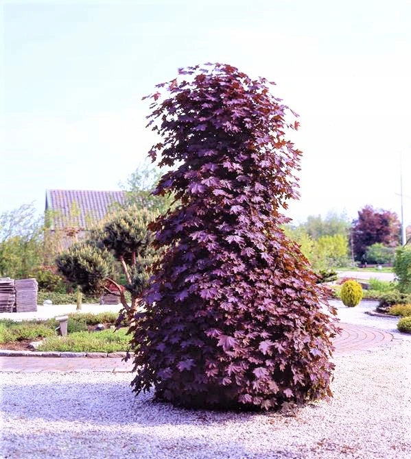 Acer platanoides 'Crimson Sentry' - Pilari- Hurmevaahtera / Verivaahtera