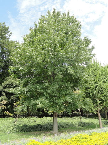 Liquidambar styraciflua - Lännenambrapuu