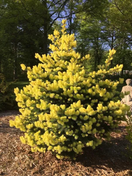Picea Pungens 'Maigold' - Octopus/Blue Spruce (yellow)