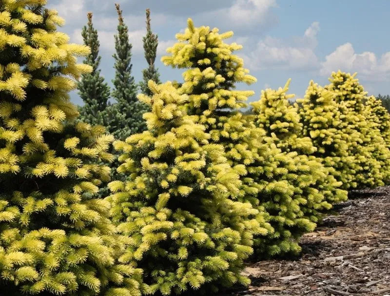 Picea Pungens 'Maigold' - Octopus/Blue Spruce (yellow)