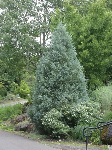 Juniperus Scopulorum 'Moonglow' - Rocky Mountain Juniper