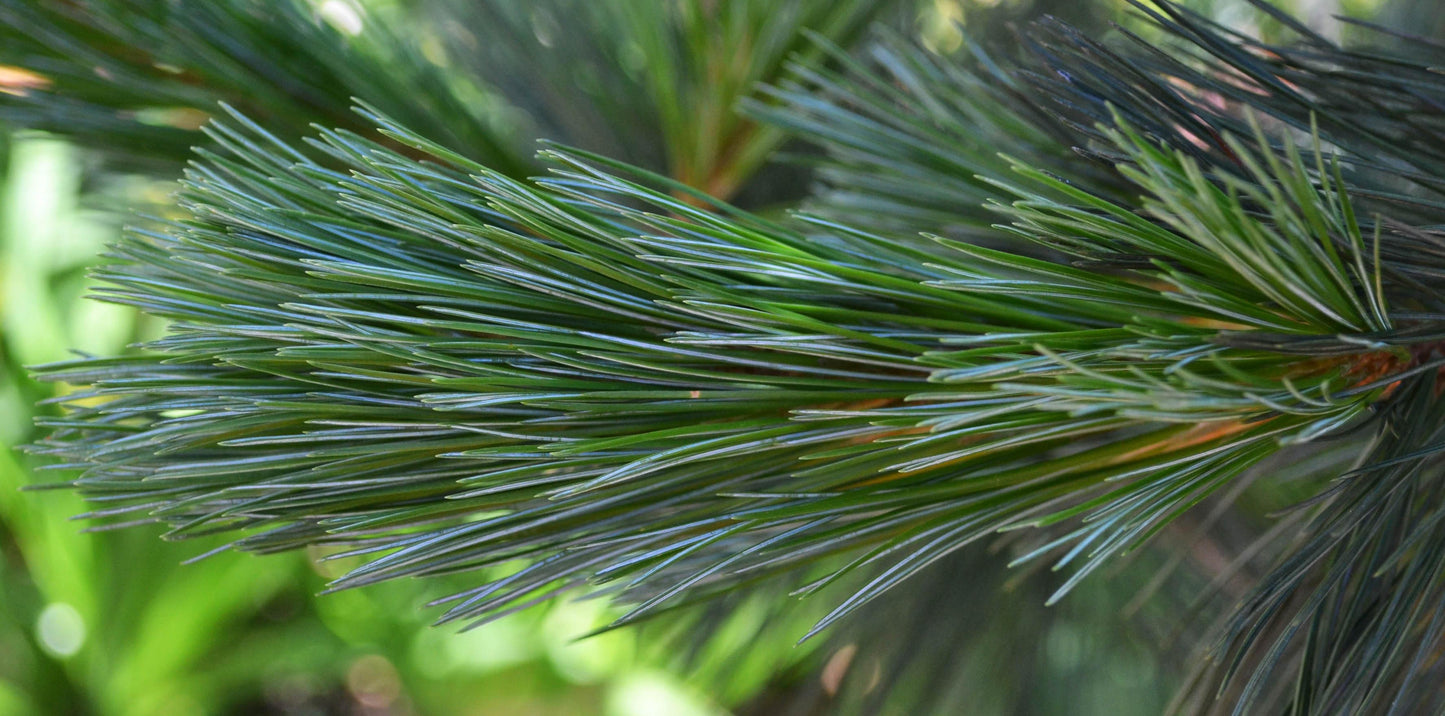 Pinus Flexilis 'Vanderwolf's Pyramid' - Rocky Mountain Sembra
