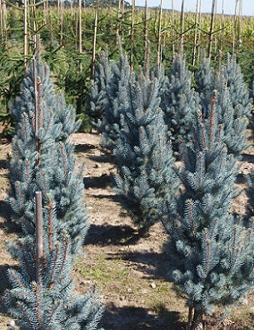 Picea pungens 'Iseli Fastigiate' - Pilarihopeakuusi, Pilarisinikuusi