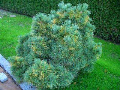 Pinus Strobus "Radiata" - Dwarf strobus pine