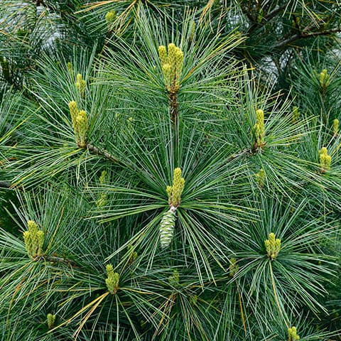 Pinus Strobus "Radiata" - Dwarf strobus pine