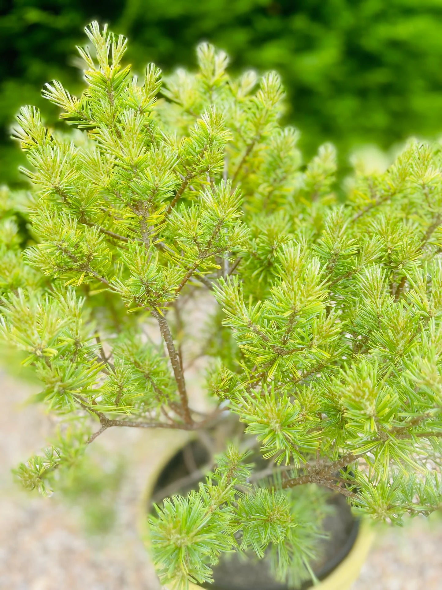 Pinus strobus "Minima" - Dwarf strobus pine