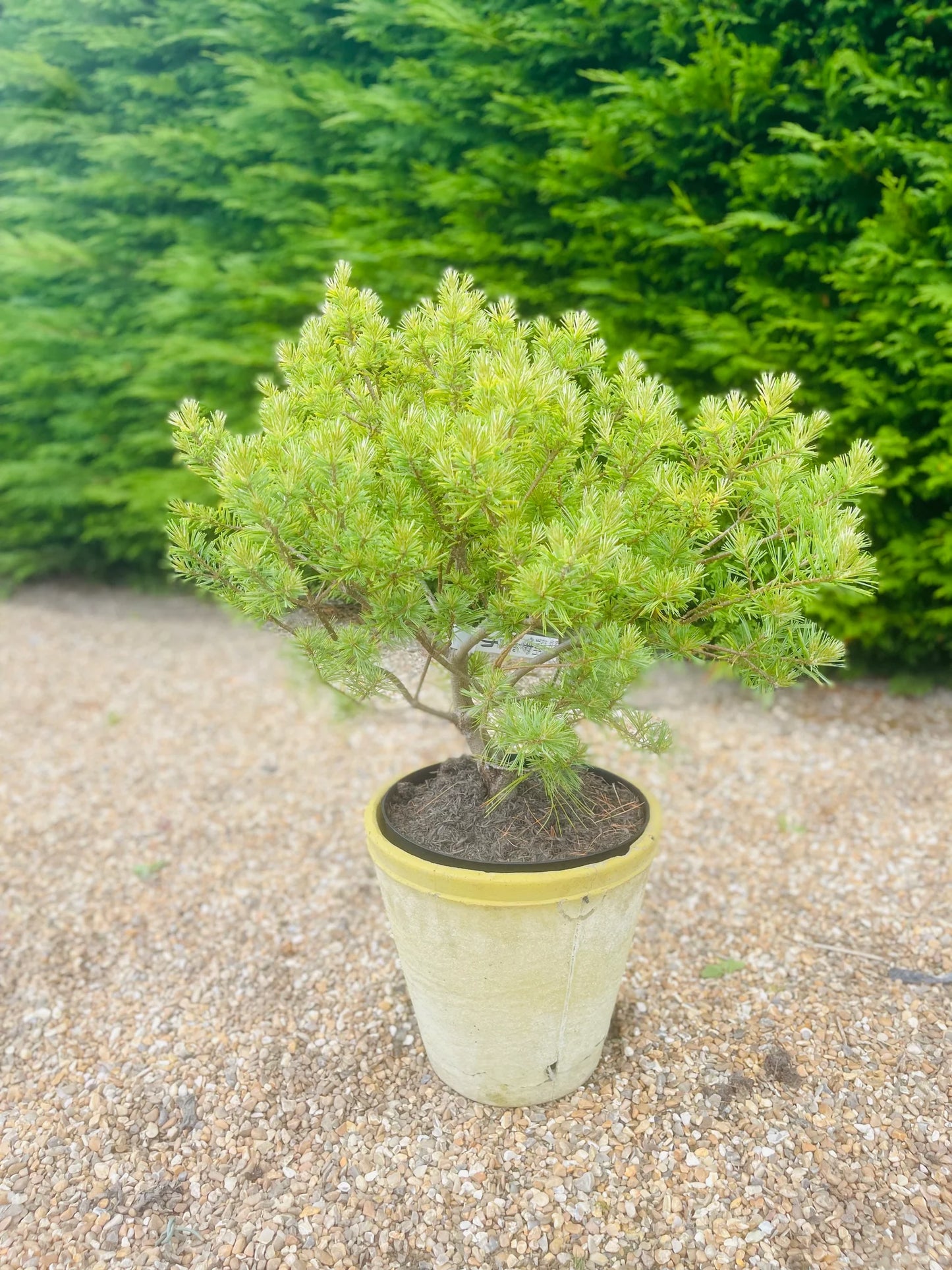 Pinus strobus "Minima" - Dwarf strobus pine