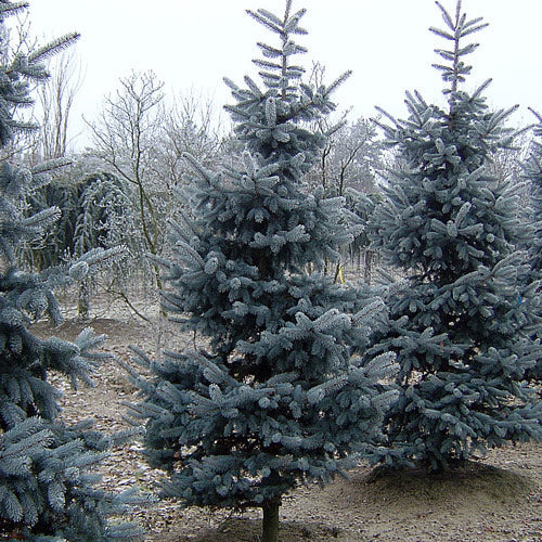 Picea Pungens 'Koster' - Sinikuusi