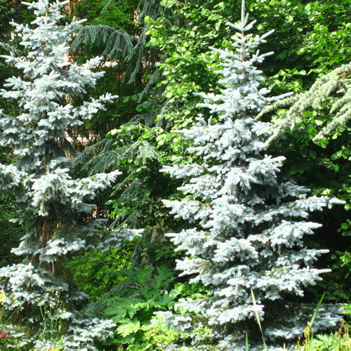 Picea Pungens 'Koster' - Sinikuusi