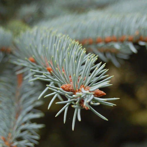 Picea Pungens 'Koster' - Sinikuusi