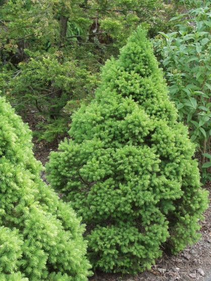 Picea glauca "Conica" - Conical spruce