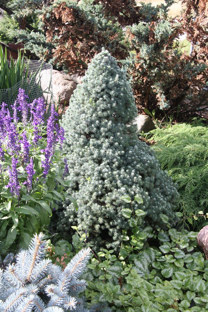 Picea glauca "Sander´s Blue" - Blue Cone White Spruce