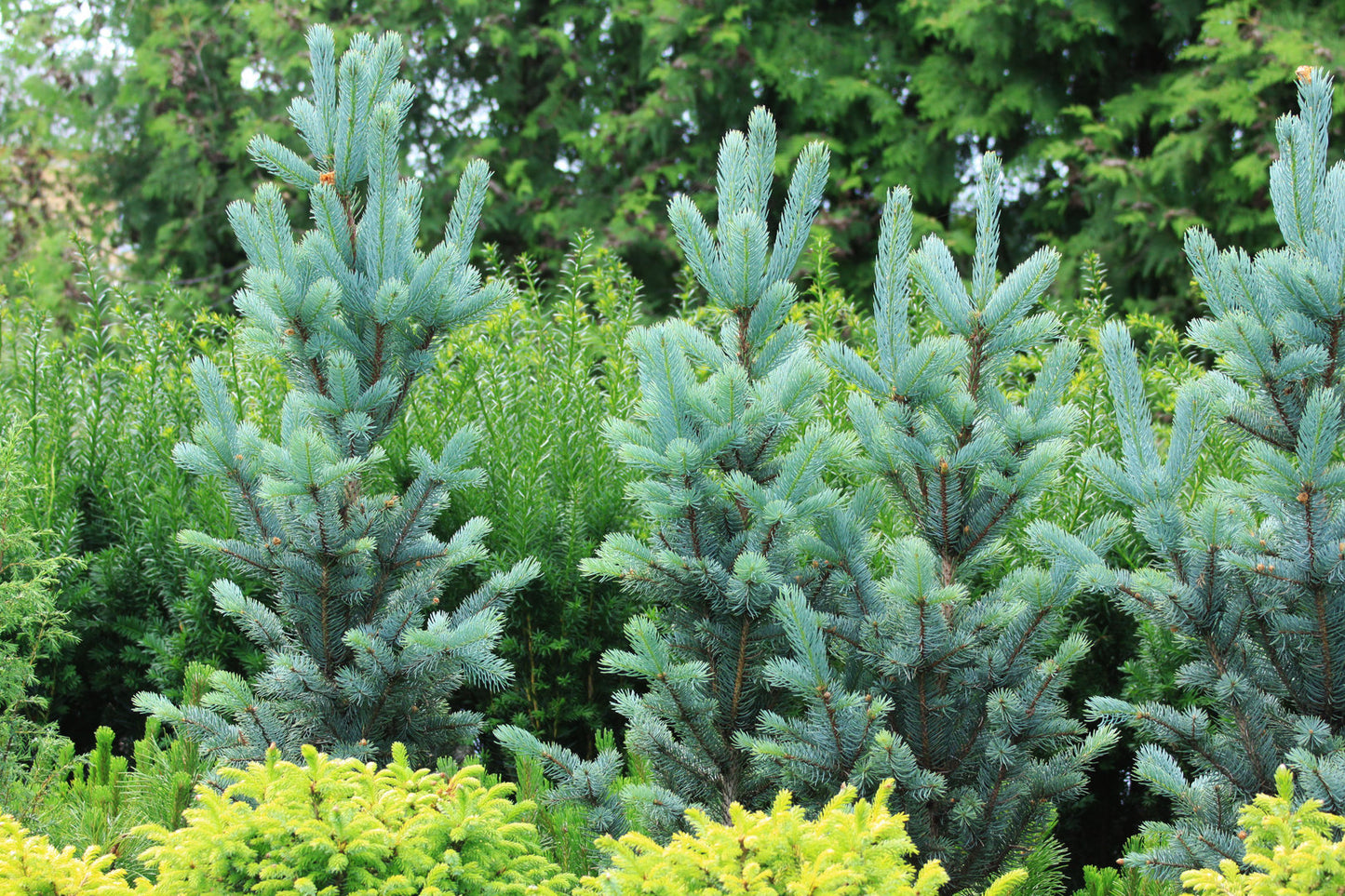 Picea pungens 'Iseli Fastigiate' - Pilarihopeakuusi, Pilarisinikuusi