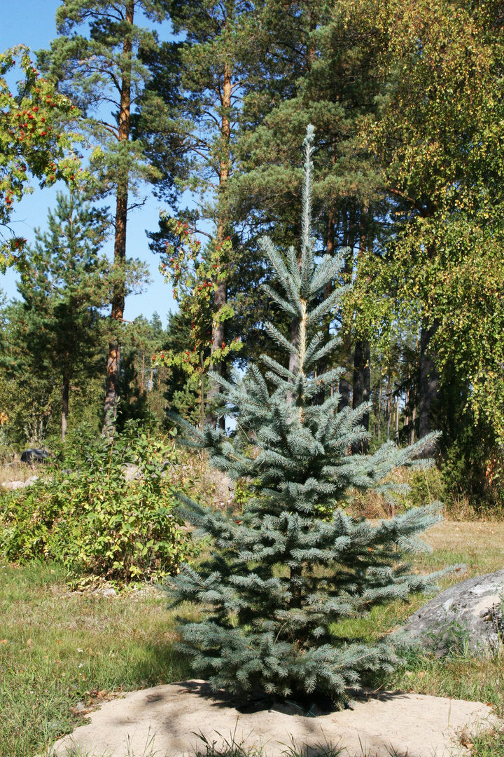 Picea pungens 'Glauca' - Hopeakuusi