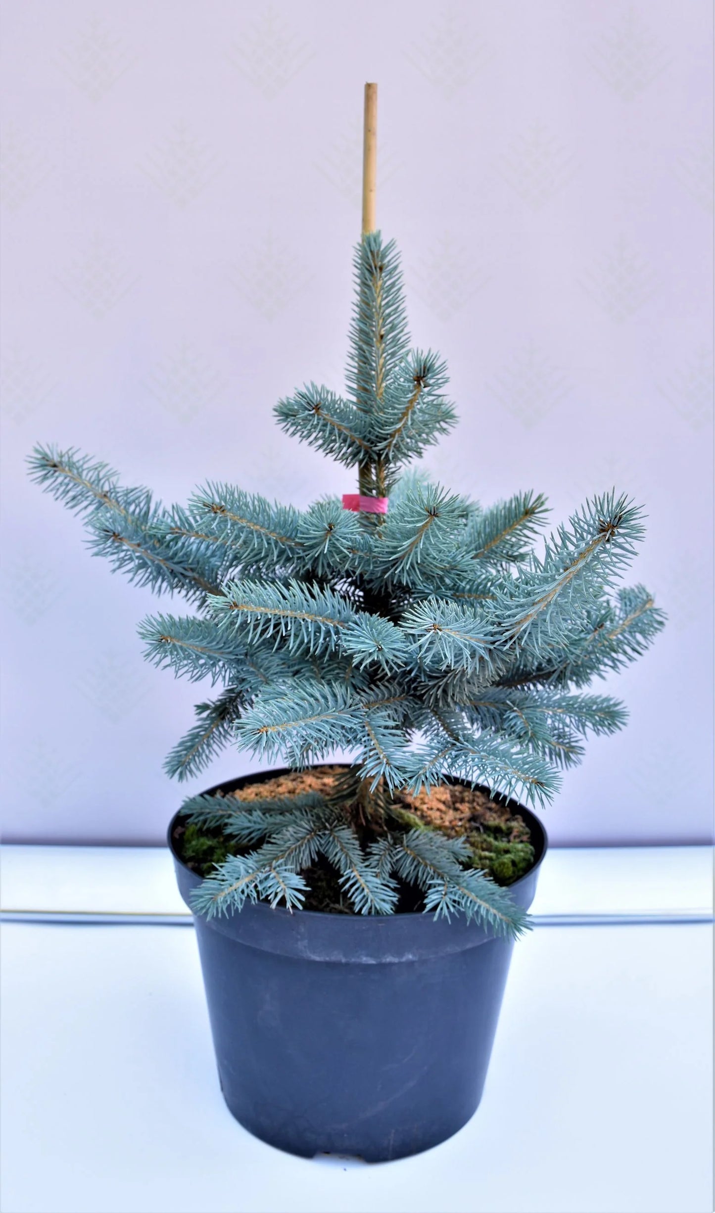 Picea pungens 'Blue Mountain' - Sinikuusi