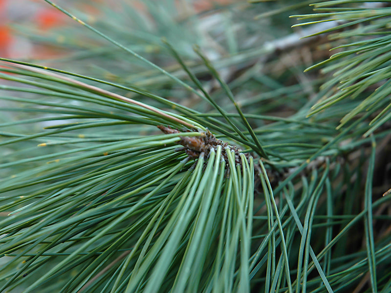 Pinus densiflora 'Pendula' - Riippapunamänty