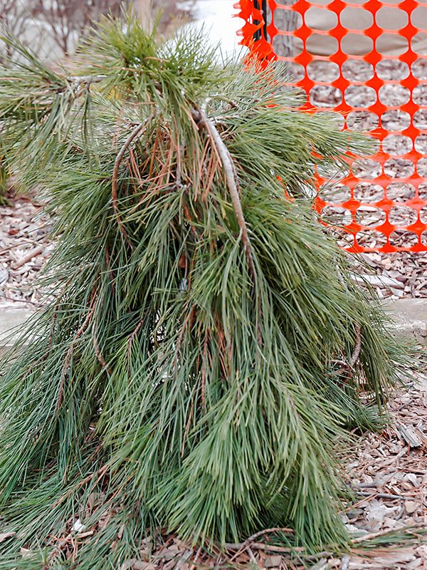 Pinus densiflora 'Pendula' - Riippapunamänty