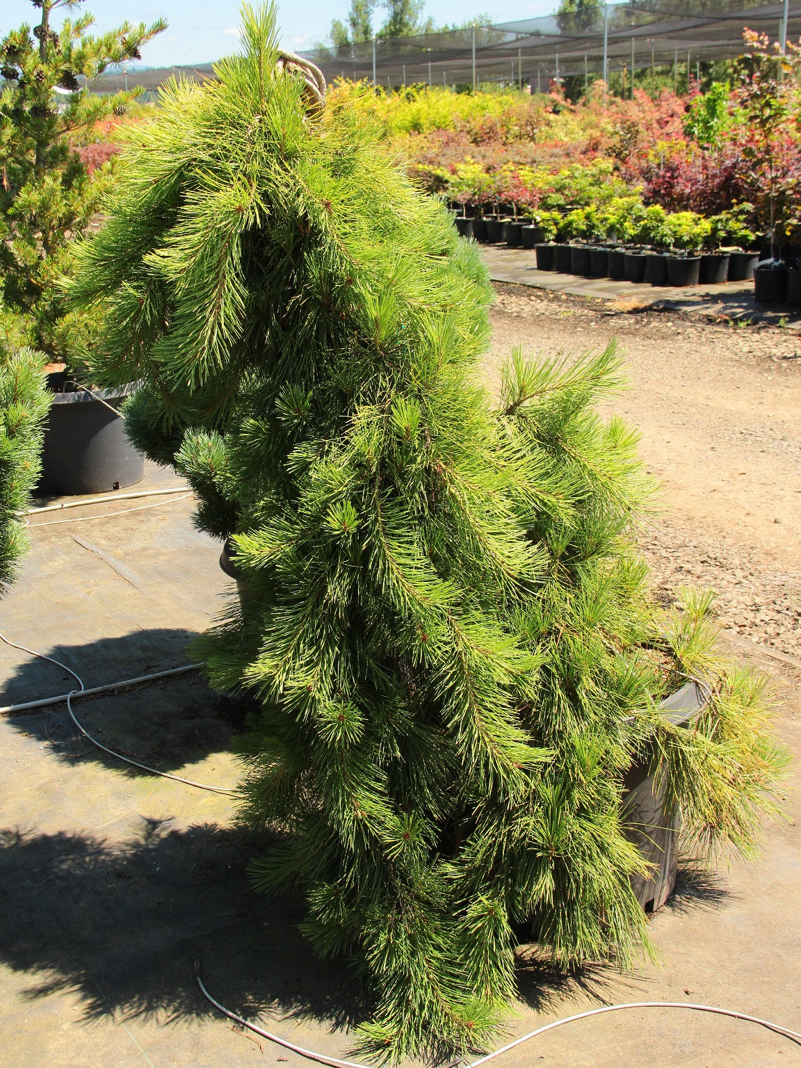 Pinus densiflora 'Pendula' - Riippapunamänty