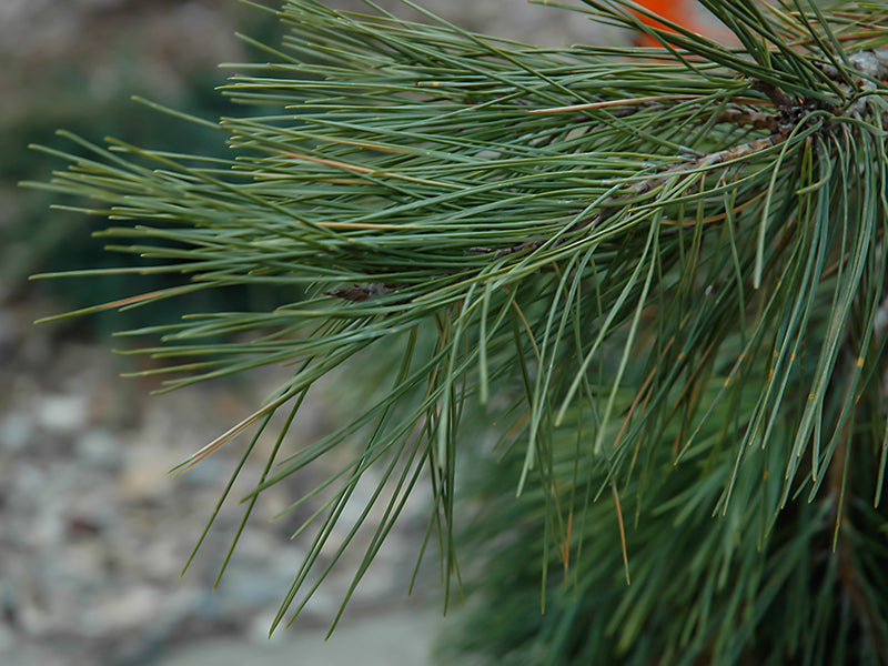 Pinus densiflora 'Pendula' - Riippapunamänty