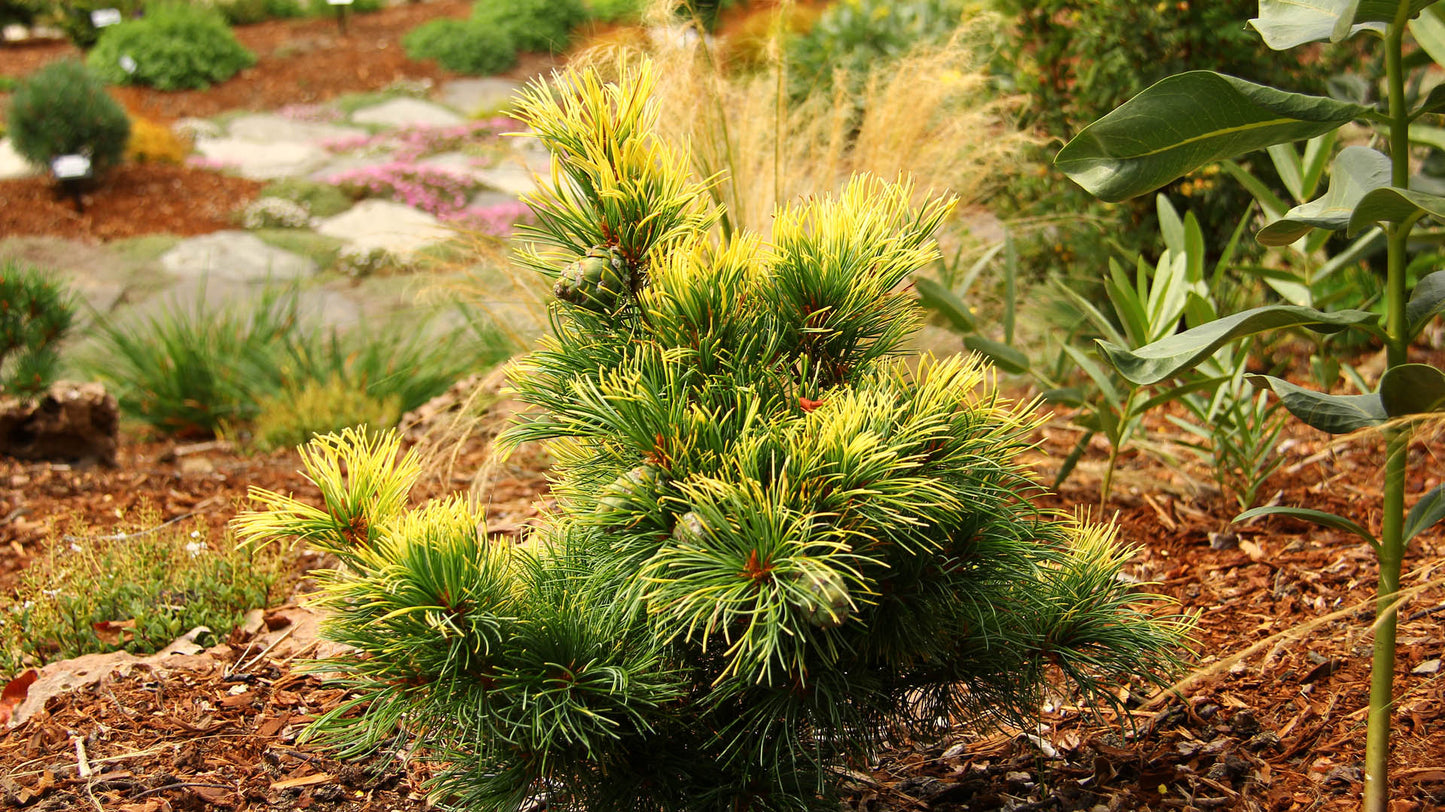 Pinus parviflora 'Goldilocks' - Neidonmänty