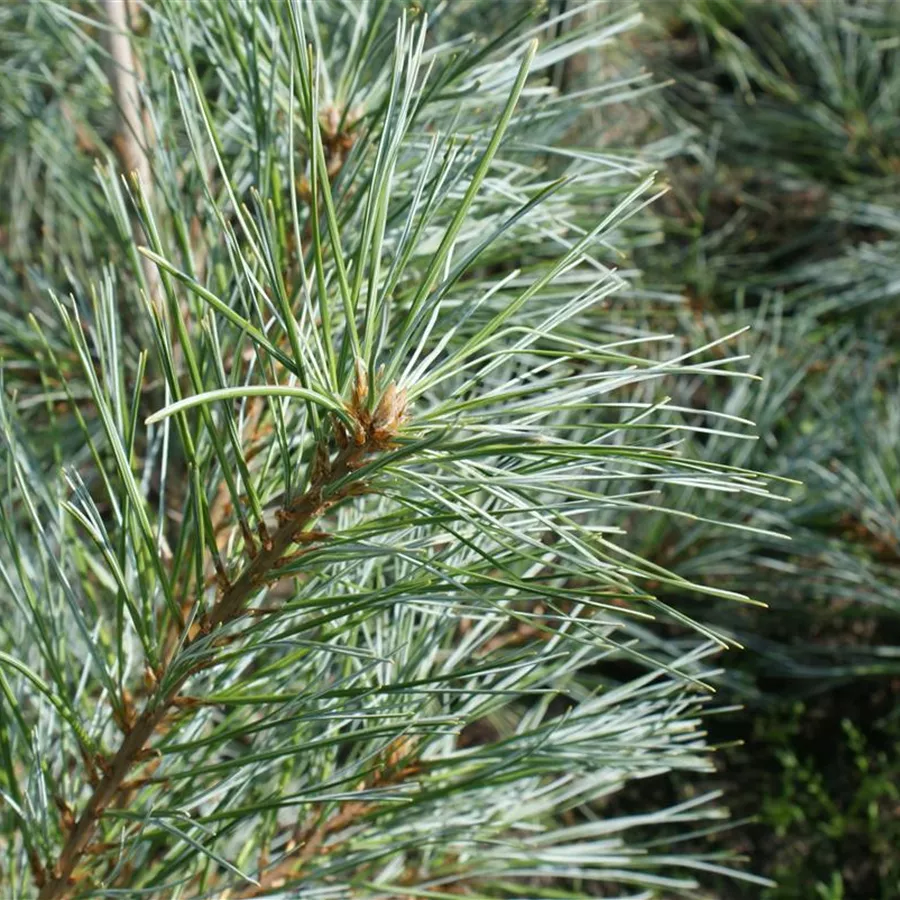 Pinus strobus 'Himmelblau' - Strobus pine
