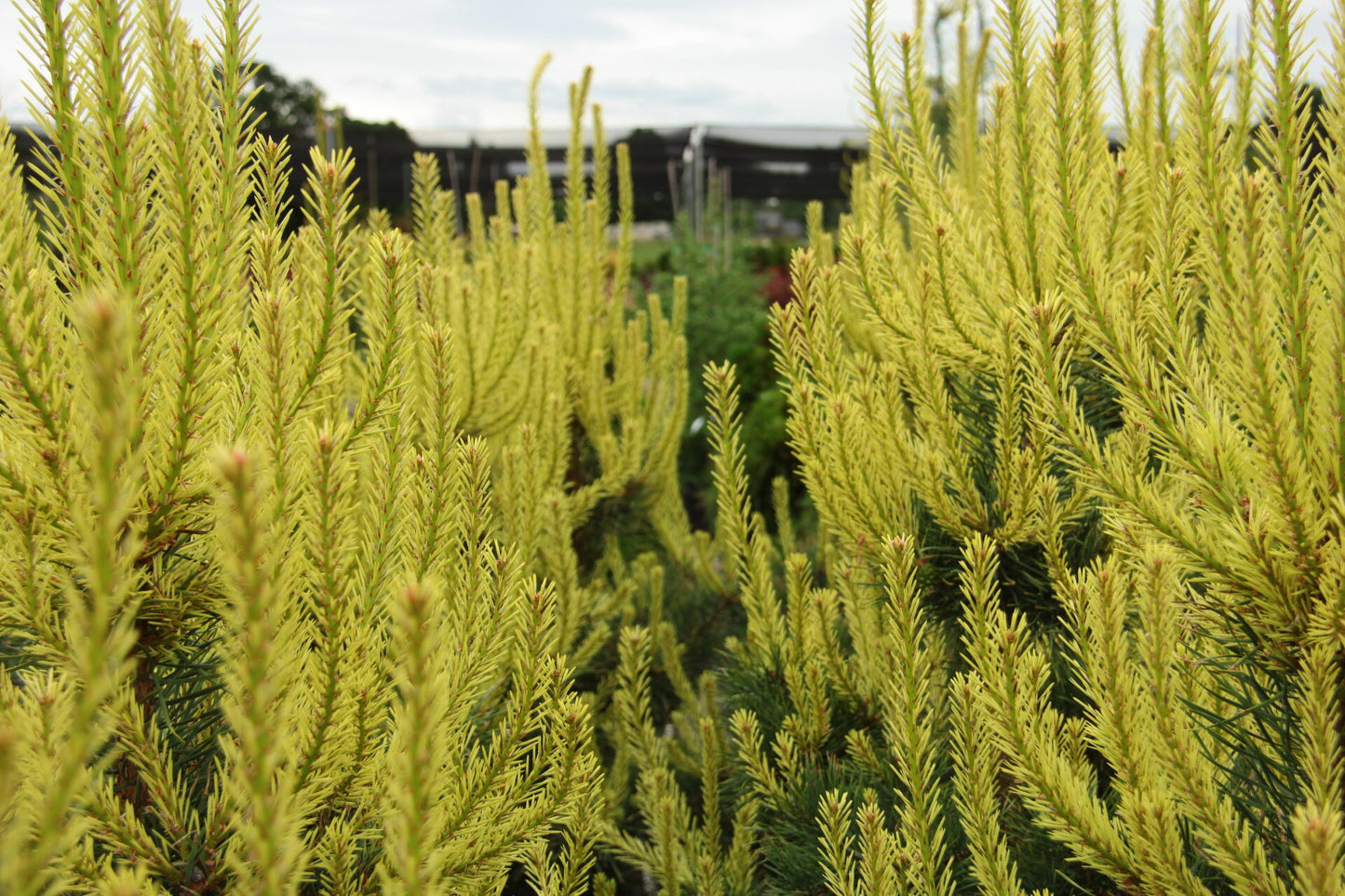 Pinus sylvestris 'Candlelight' - Mänty