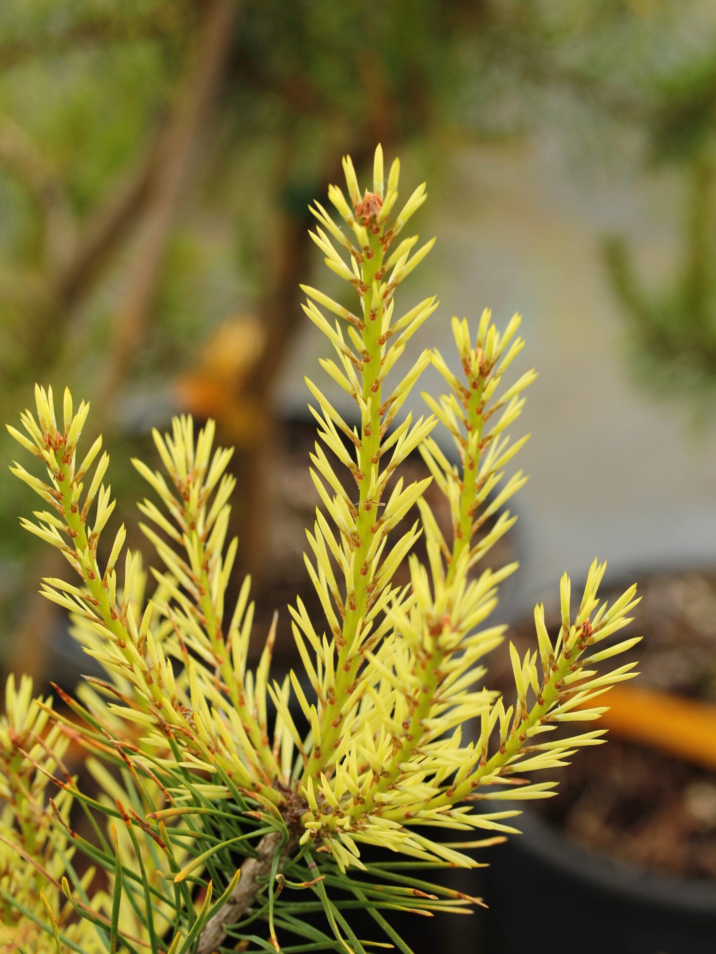Pinus sylvestris 'Candlelight' - Mänty