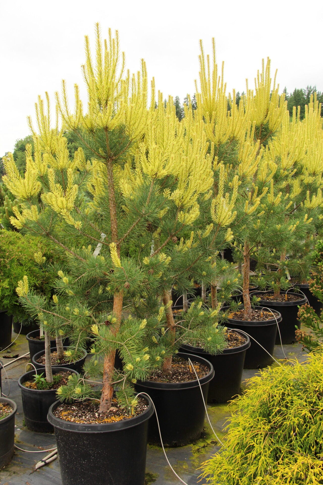 Pinus sylvestris 'Candlelight' - Mänty