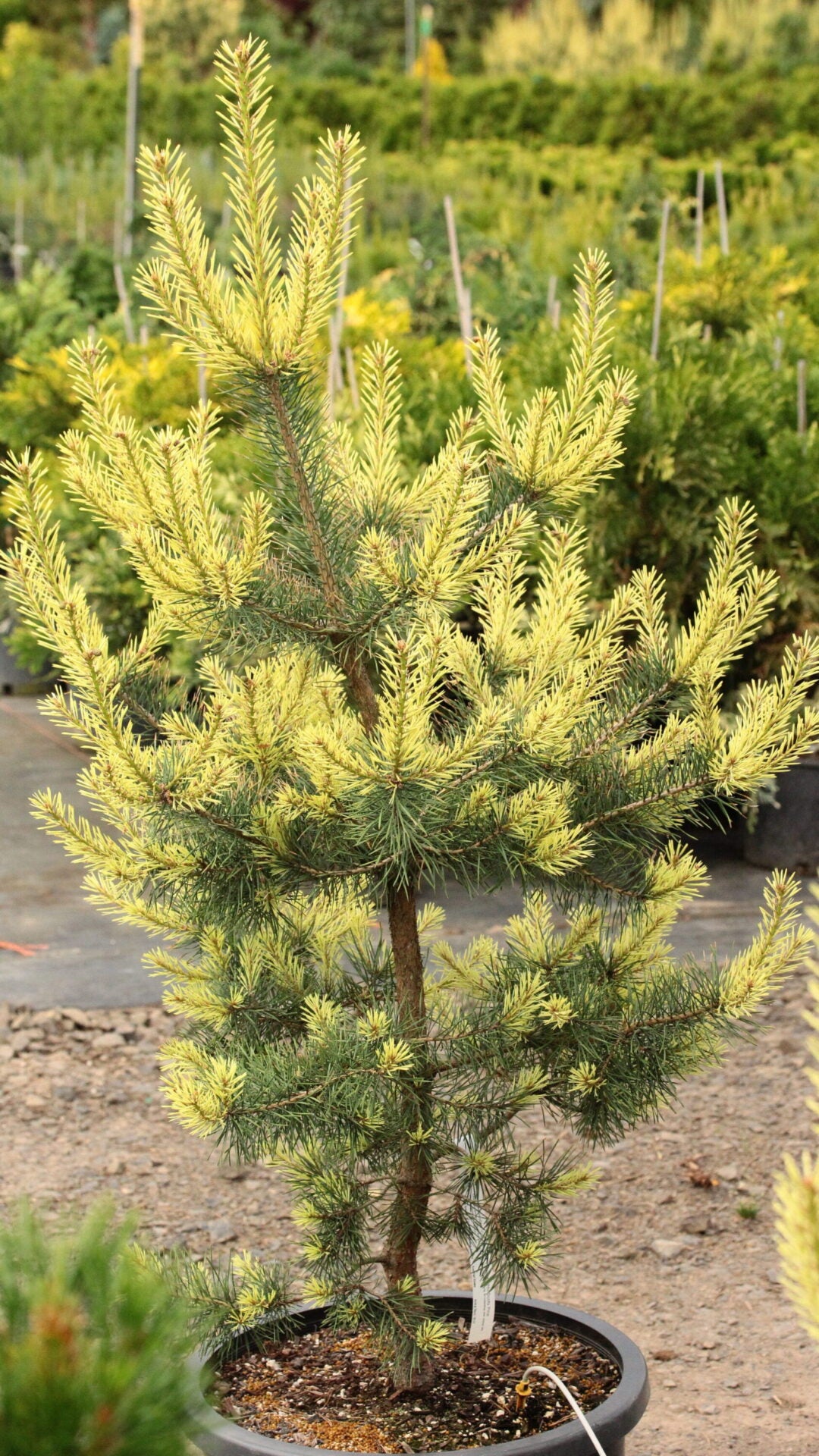 Pinus sylvestris 'Candlelight' - Mänty
