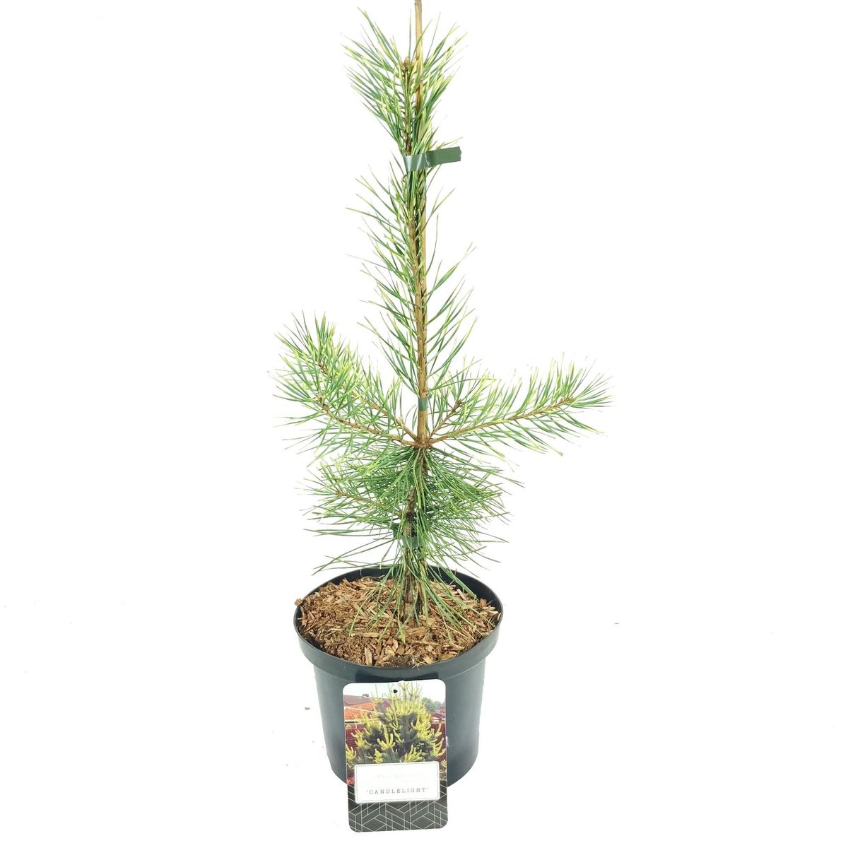 Pinus sylvestris 'Candlelight' - Mänty