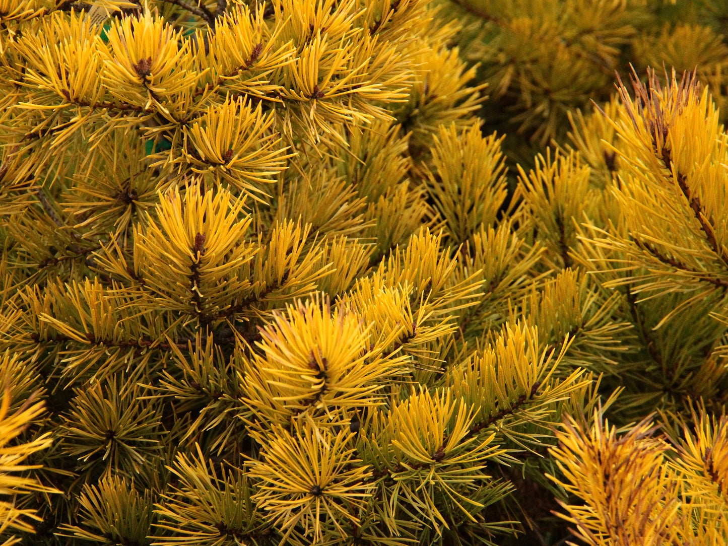 Pinus sylvestris "Aurea Nisbet" - Keltamänty