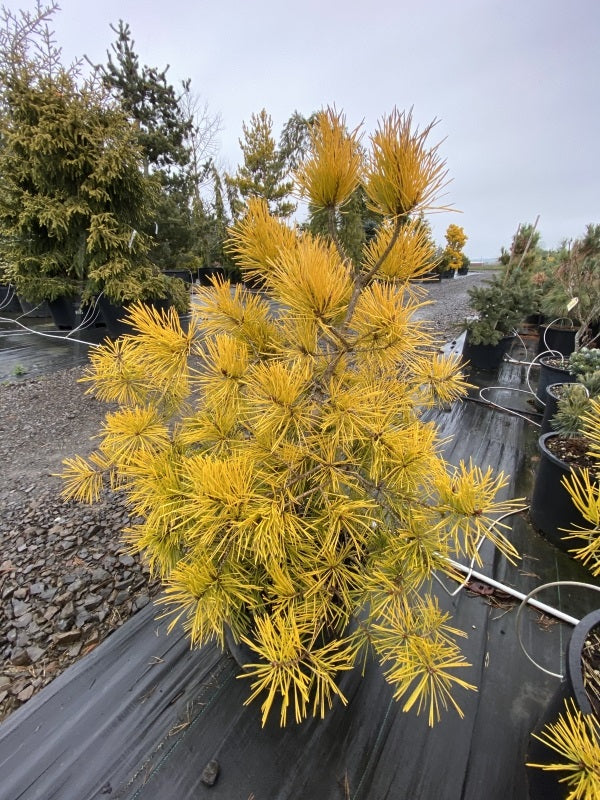 Pinus sylvestris "Aurea Nisbet" - Keltamänty