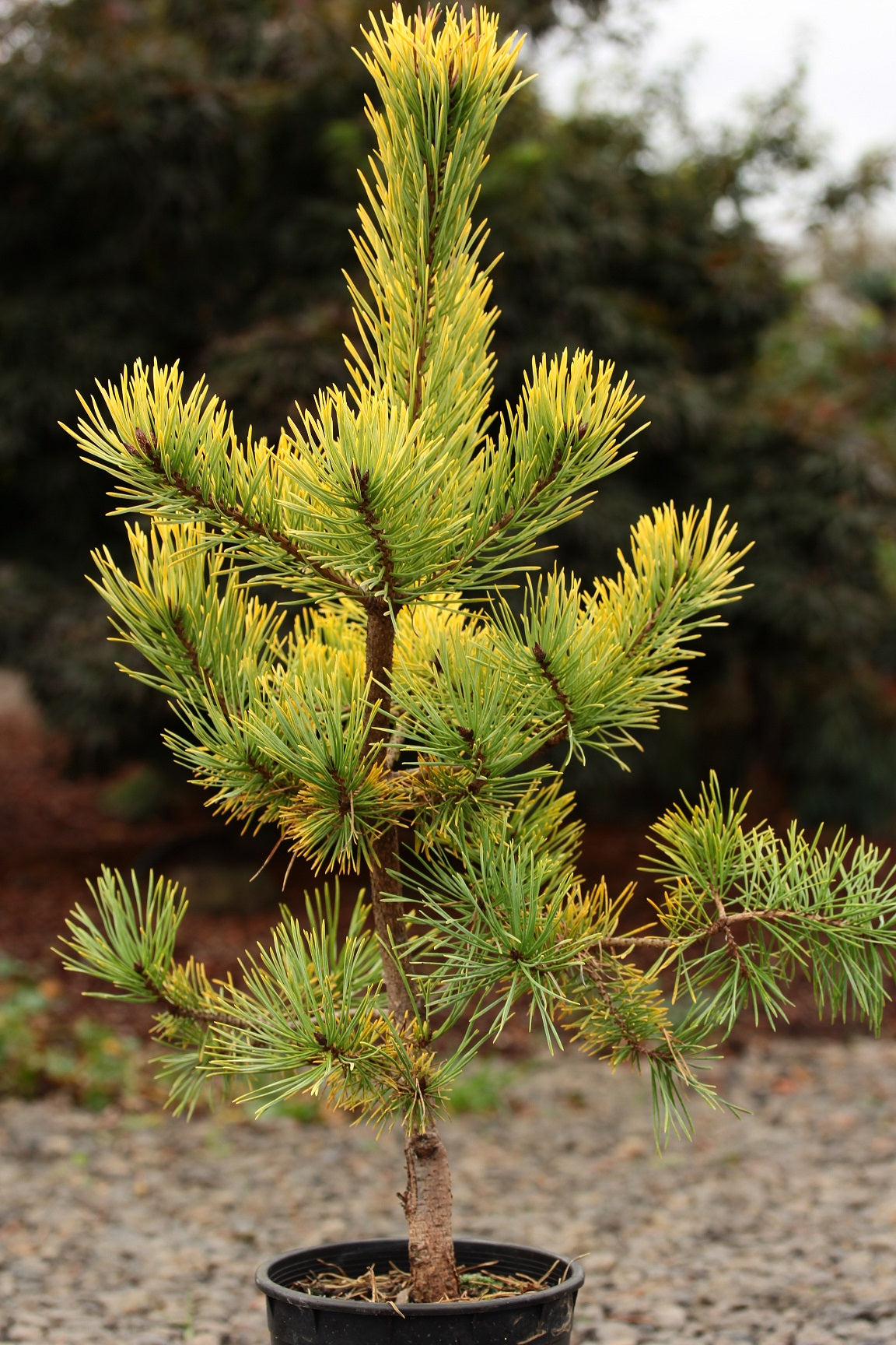 Pinus sylvestris "Aurea Nisbet" - Keltamänty