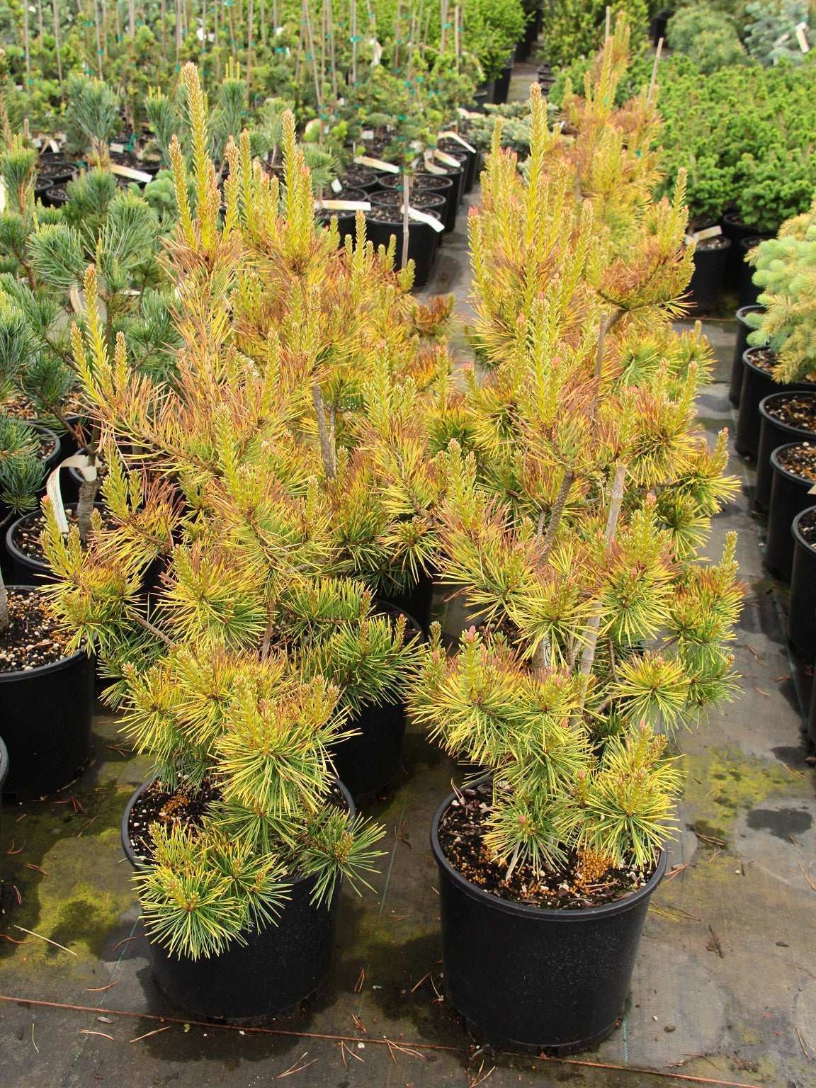 Pinus sylvestris "Aurea Nisbet" - Keltamänty