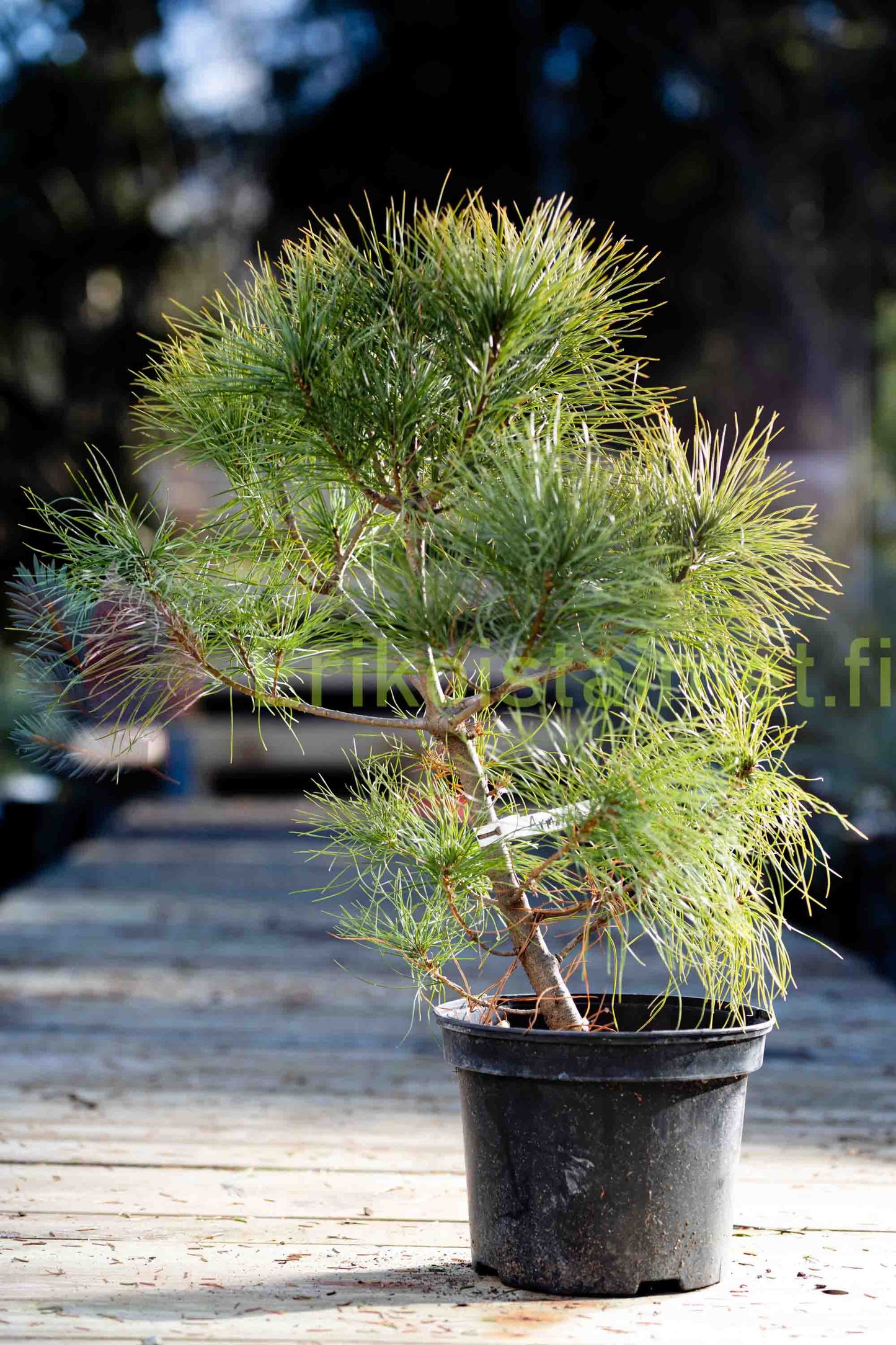 Pinus Armandii - Chinese sembra