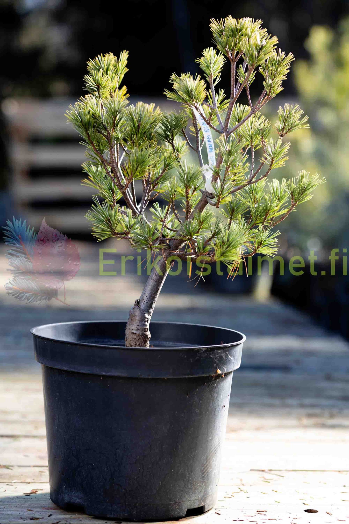 Pinus strobus "Minima" - Dwarf strobus pine