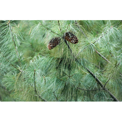 Pinus Armandii - Chinese sembra