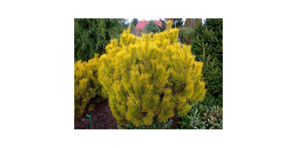 Pinus Mugo 'Golden Glow' - Kääpiövuorimänty