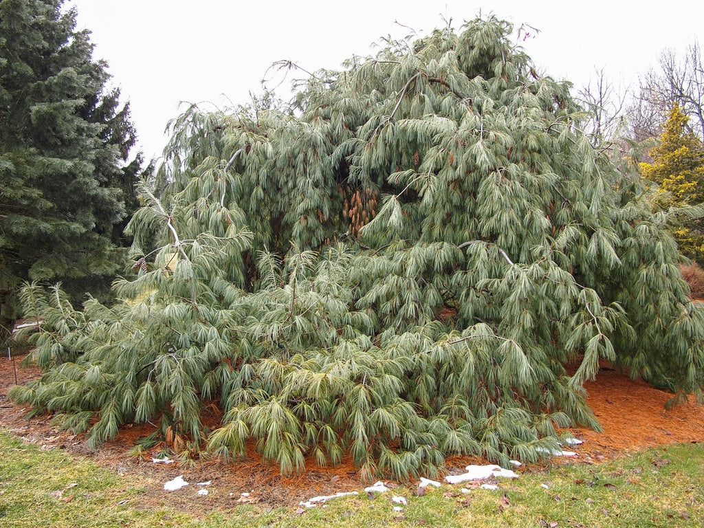 Pinus strobus 'Pendula' - Riippastrobusmänty