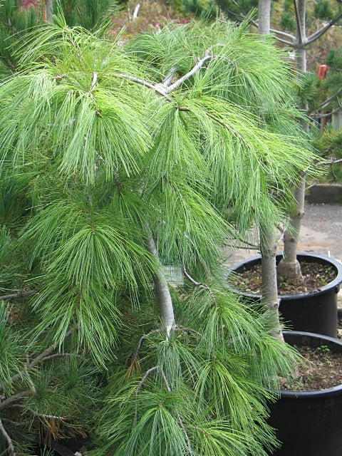Pinus strobus 'Pendula' - Riippastrobusmänty