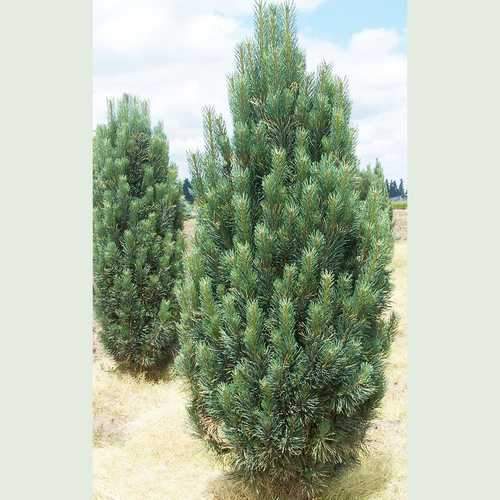 Pinus Strobus 'Fastigiata' - Pilaristrobusmänty