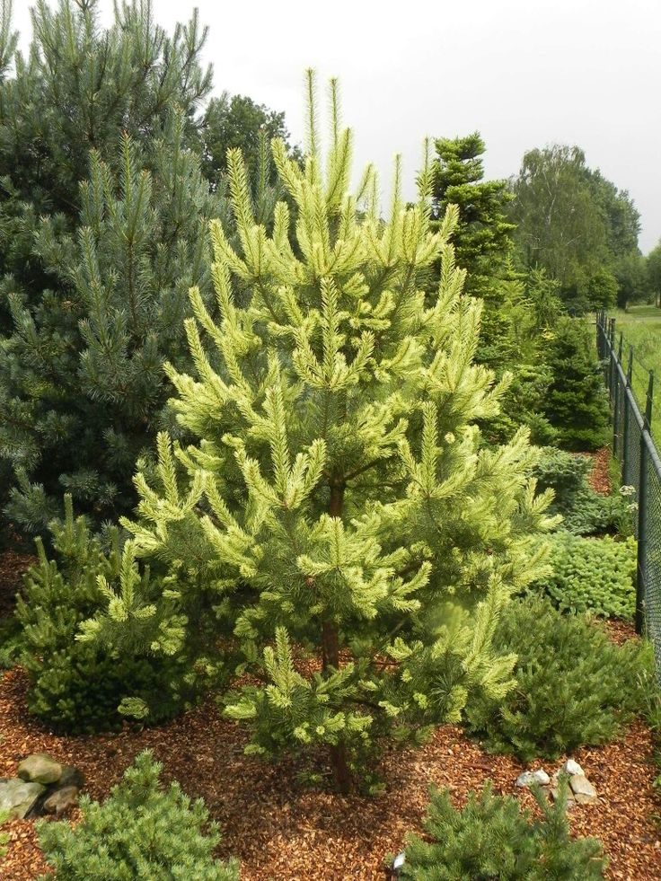 Pinus sylvestris 'Candlelight' - Mänty
