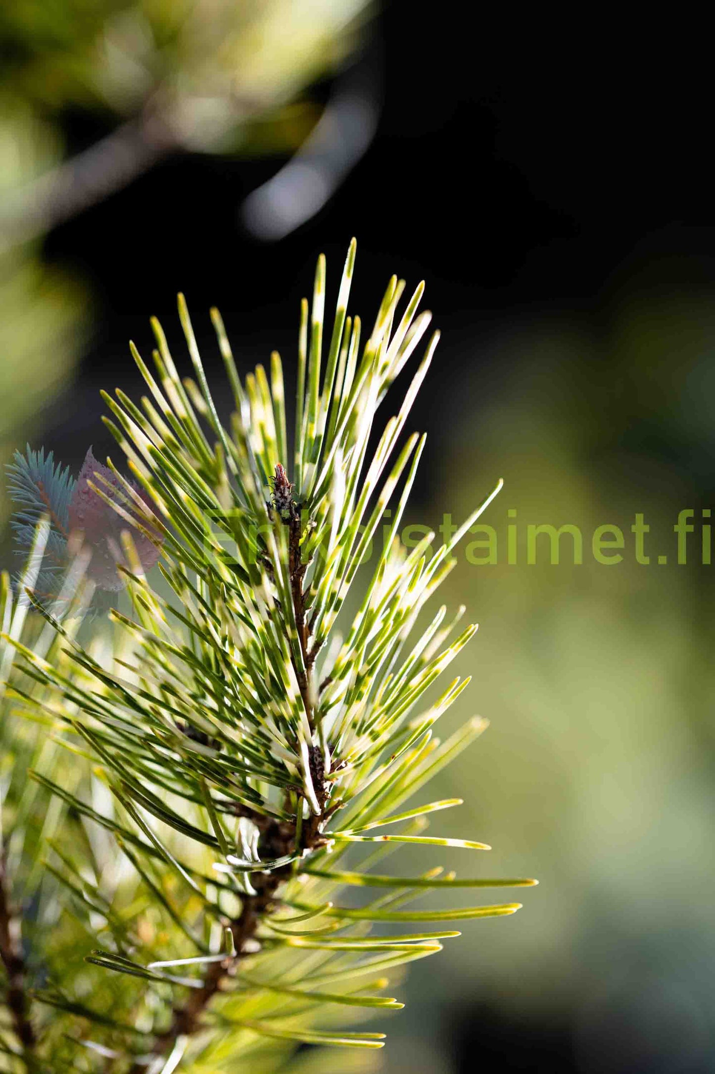 Pinus densiflora (sylvestris) 'Oculus Draconis' - Japaninpunamänty