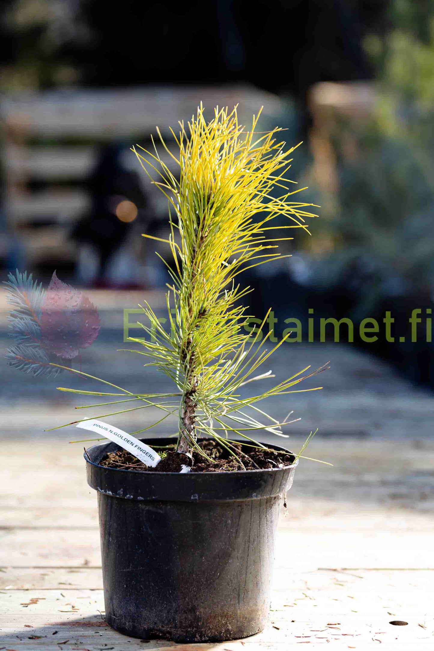 Pinus nigra 'Goldfingers' - Mustamänty