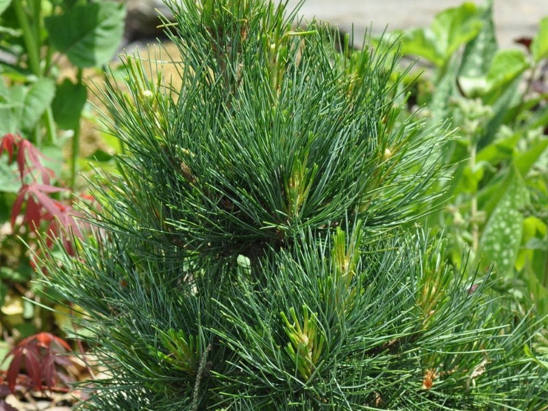 Pinus peuce ’Glauca Compacta’ - Kääpiö Makedonianmänty