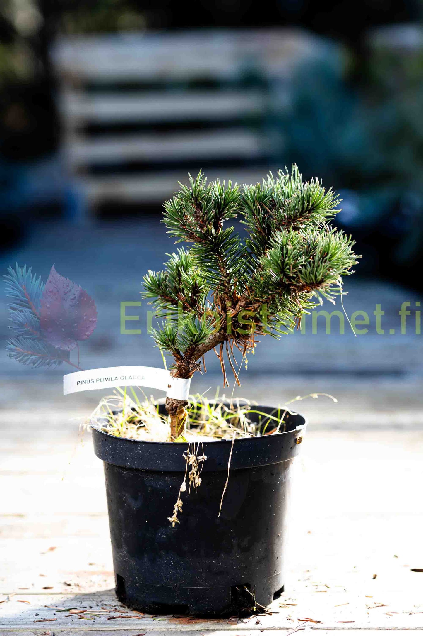 Pinus pumila "Glauca" - Pensassembra