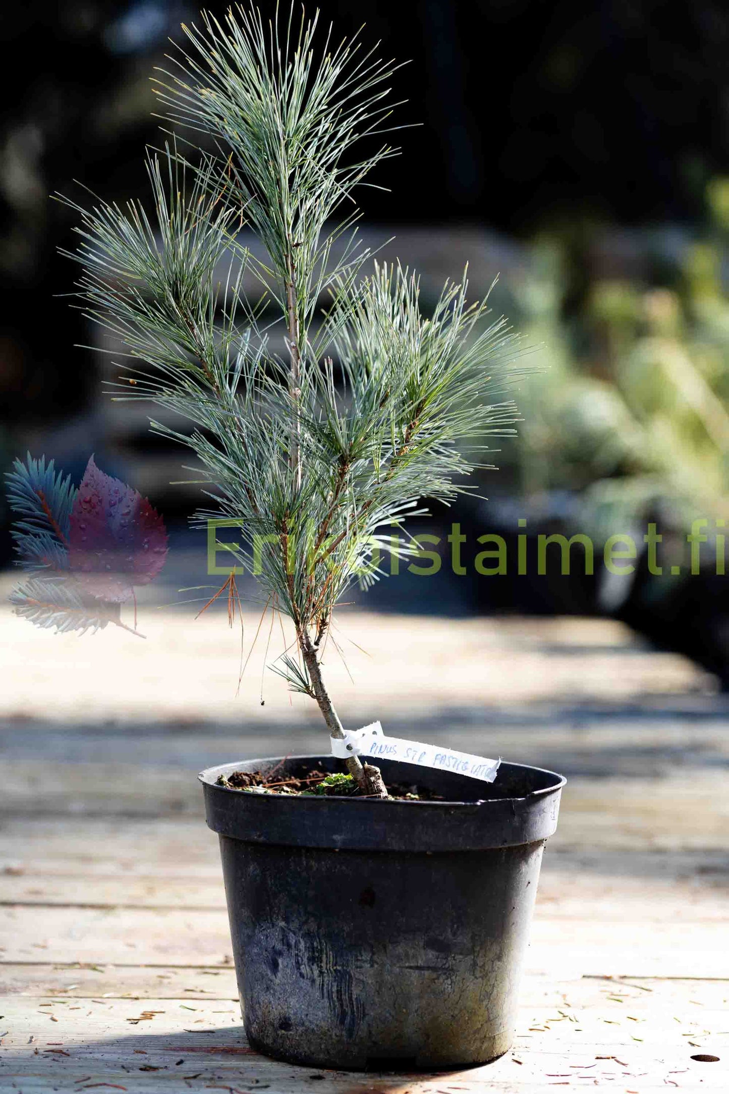 Pinus Strobus 'Fastigiata' - Pilaristrobusmänty
