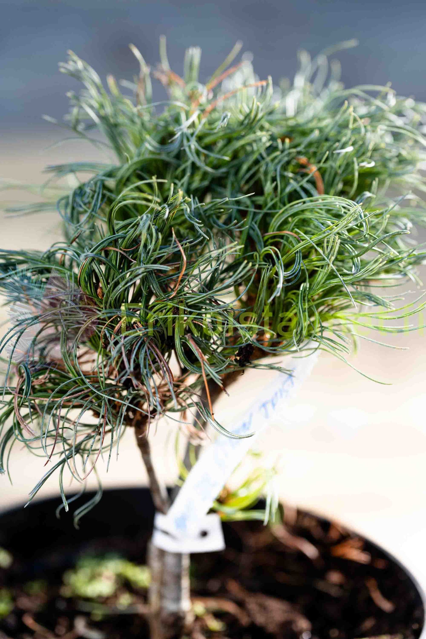 Pinus strobus "Tiny Curls" - Strobus pine