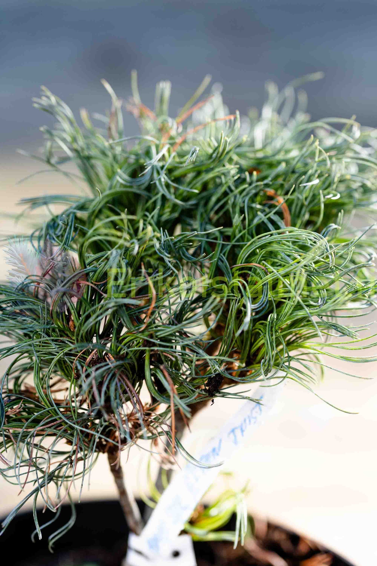Pinus strobus "Tiny Curls" - Strobus pine