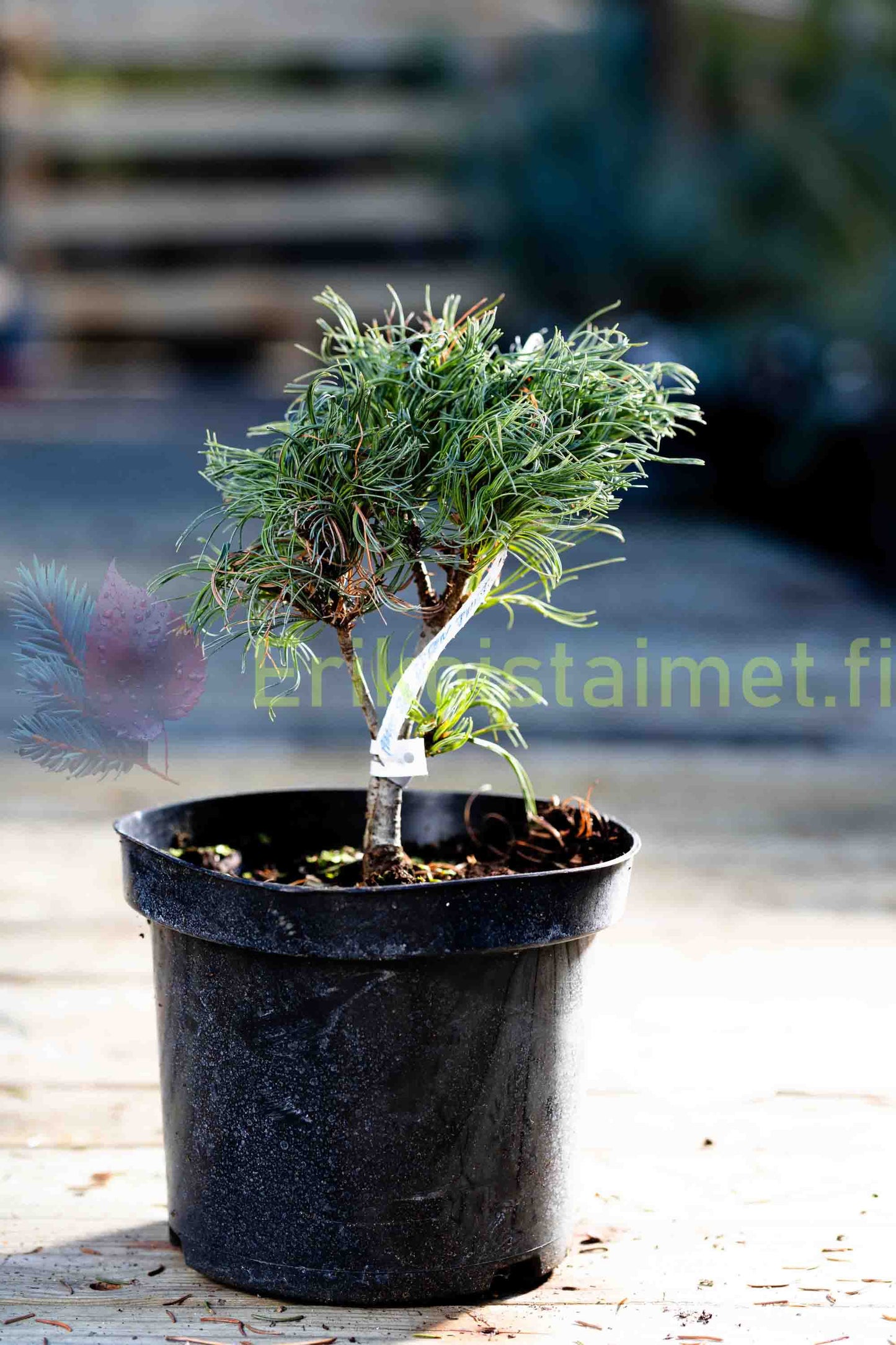 Pinus strobus "Tiny Curls" - Strobus pine
